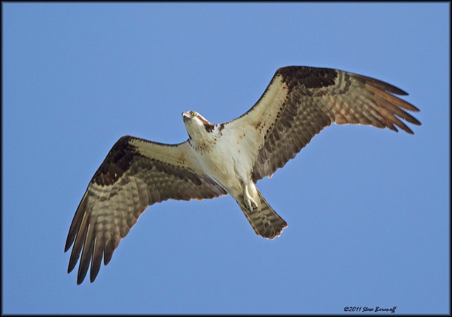 _1SB0246 osprey.jpg
